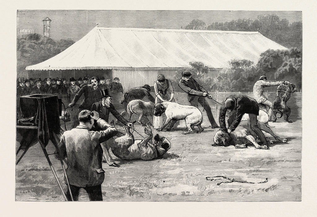 Detail of The Old English Mastiff Club Show at the Crystal Palace, London by Anonymous