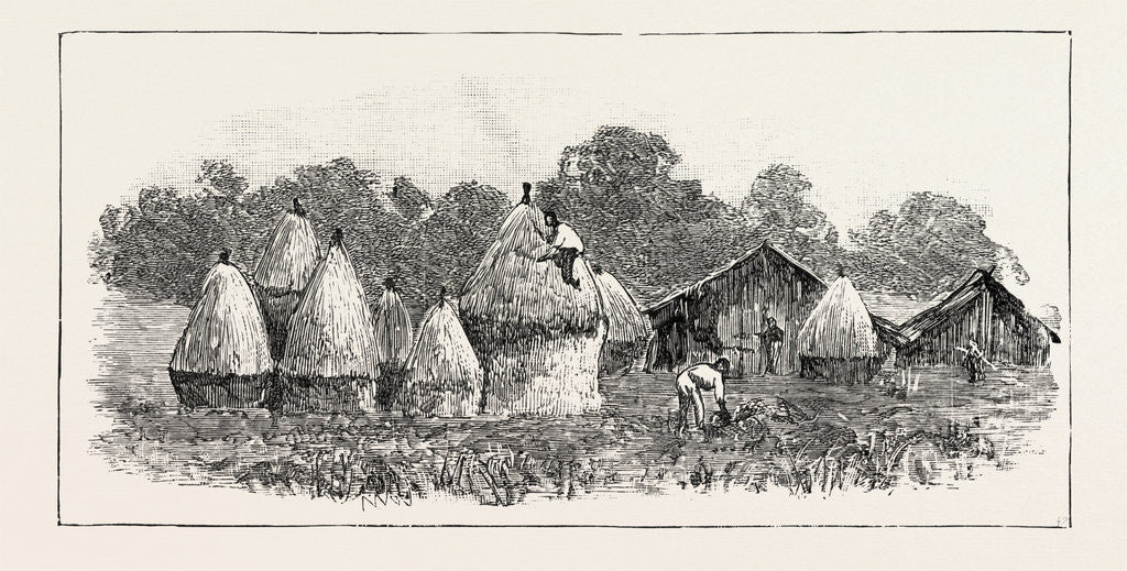 Detail of Javanese Labourers Stacking Rice, the Crop which is Grown after the Tobacco is Cut, Sumatra, Indonesia by Anonymous