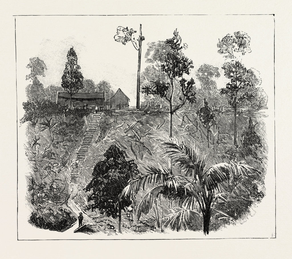 Detail of The Cultivation of Tobacco in Sumatra, Indonesia: Jungle-Cutting on a High-Lying Tobacco Estate, Preparatory to Planting by Anonymous