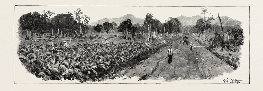 Detail of The Cultivation of Tobacco in Sumatra, Indonesia: The Growing Crop by Anonymous