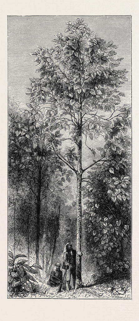 Detail of The Cinchona Plantations at Darjeeling, Bengal: Cinchona Succirubra, 30 Feet High by Anonymous