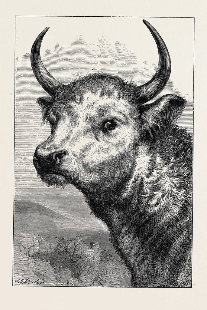 Detail of Head of the Chillingham Wild Bull, Shot by H.R.H. The Prince of Wales by Anonymous