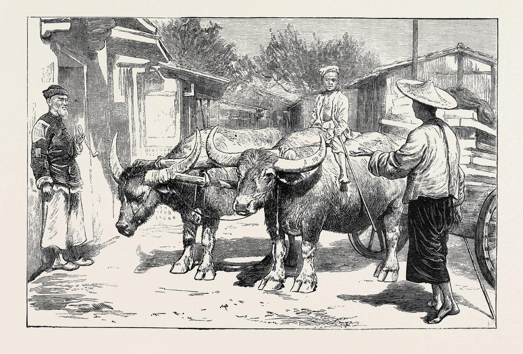 Detail of Life in China: A Chinese Buffalo Cart by Anonymous