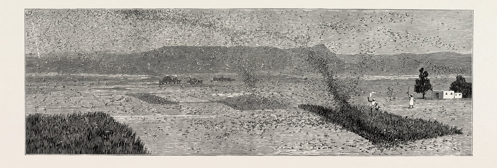 Detail of The Locust Plague in Northern India: Villagers Driving a Flight of Locusts from the Crops by Anonymous