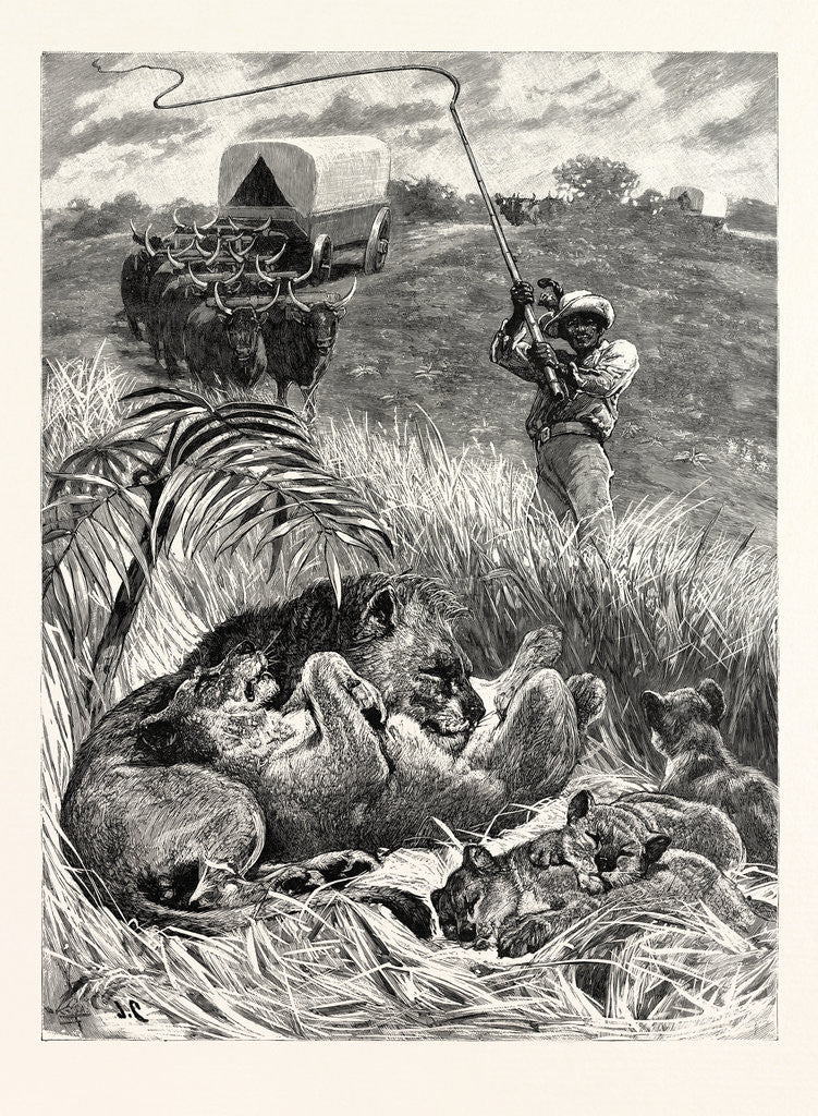 Detail of A Rude Awakening: An Incident of South African Travel, Raising His Giant Ox-Whip, He Brought It Down Amongst Them with a Succession of Cracks that Rivalled the Report of a Shore-Shooter's Duck-Gun by Anonymous