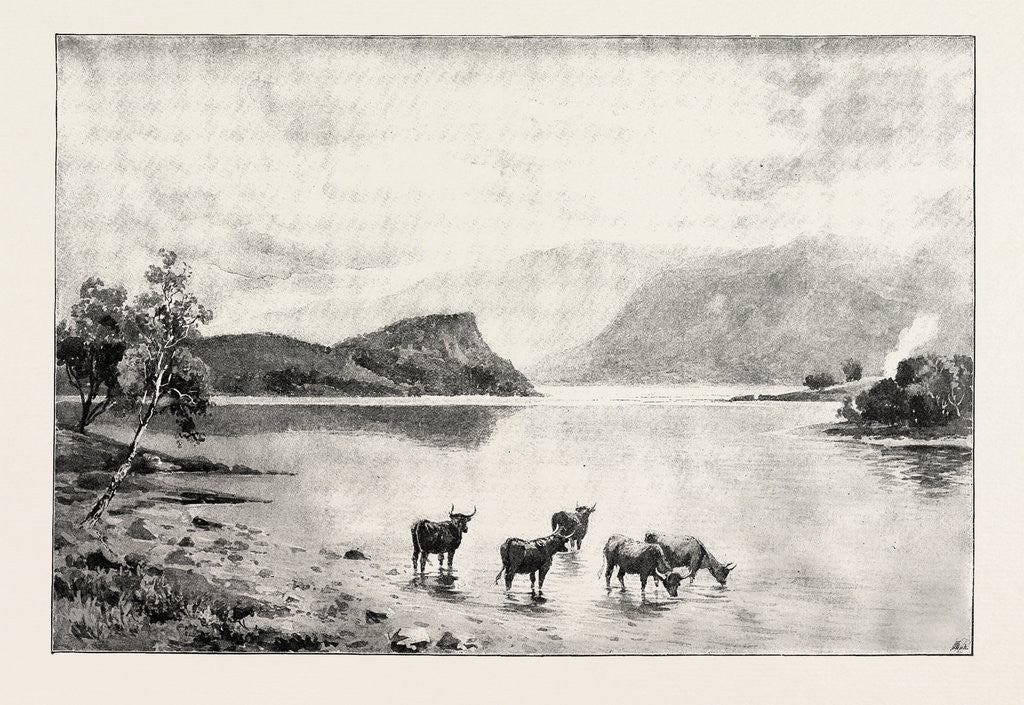 Detail of Highland Cattle Among the Islands in Loch Lomond by Anonymous