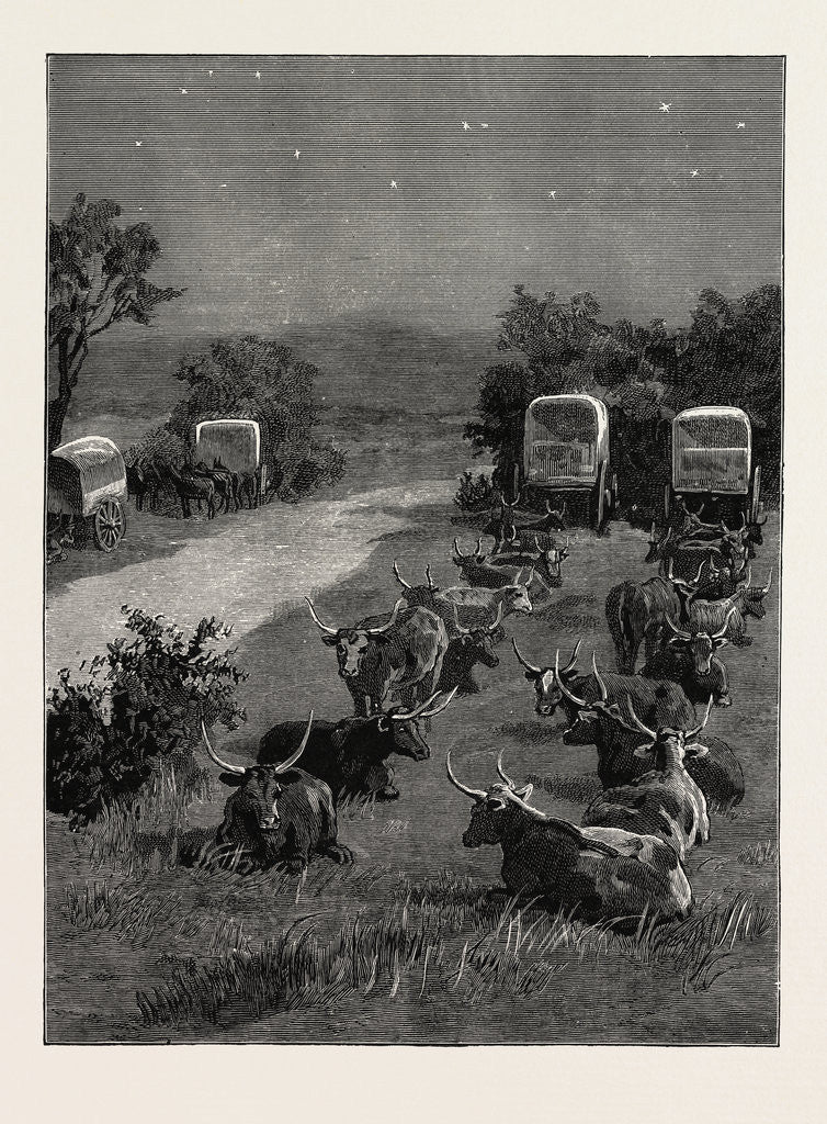 Detail of Lord Randolph Churchill in South Africa, the Oxen Outspanned in Camp by Anonymous