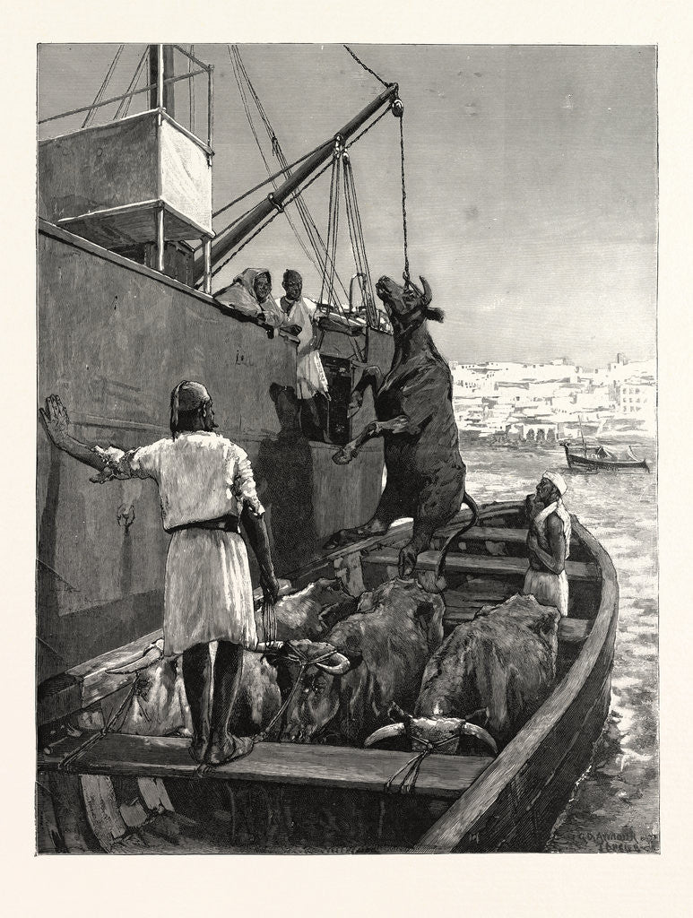 Detail of The Cattle Trade, Landing Bullocks at Tangier, Morocco by Anonymous