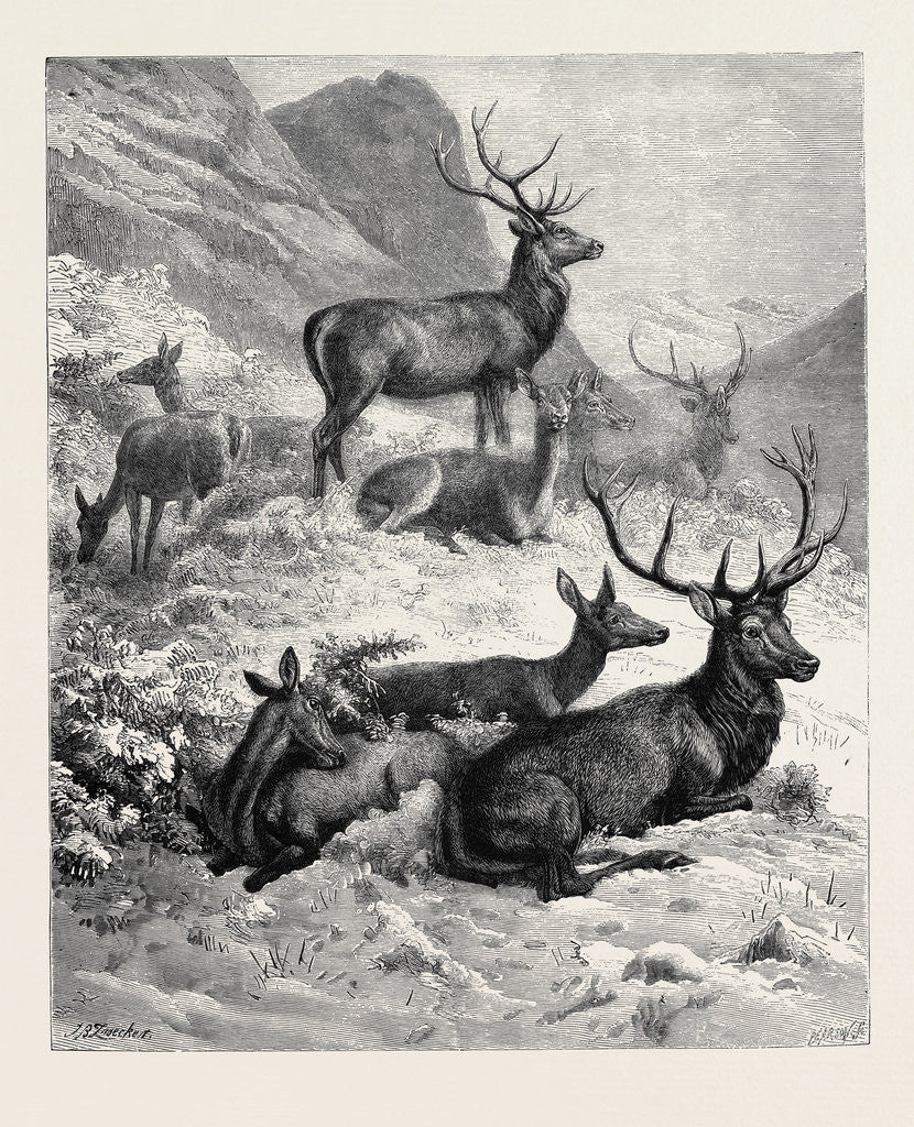 Detail of Deer on a Sunny Hill Side in the Highlands by Anonymous