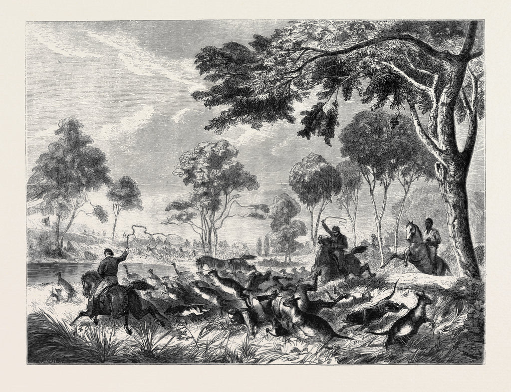Detail of Sketches in Australia: Kangaroo Hunting by Anonymous