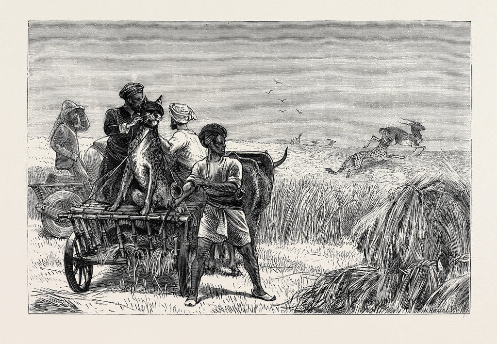 Detail of Sketches from India, Antelope Hunting: Loosing the Cheetah by Anonymous