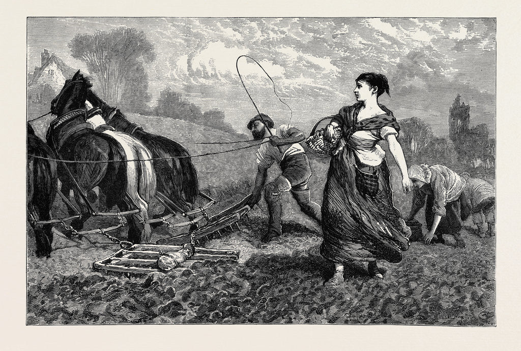 Detail of Country Notes, Harrowing after the Potato Crop by Anonymous