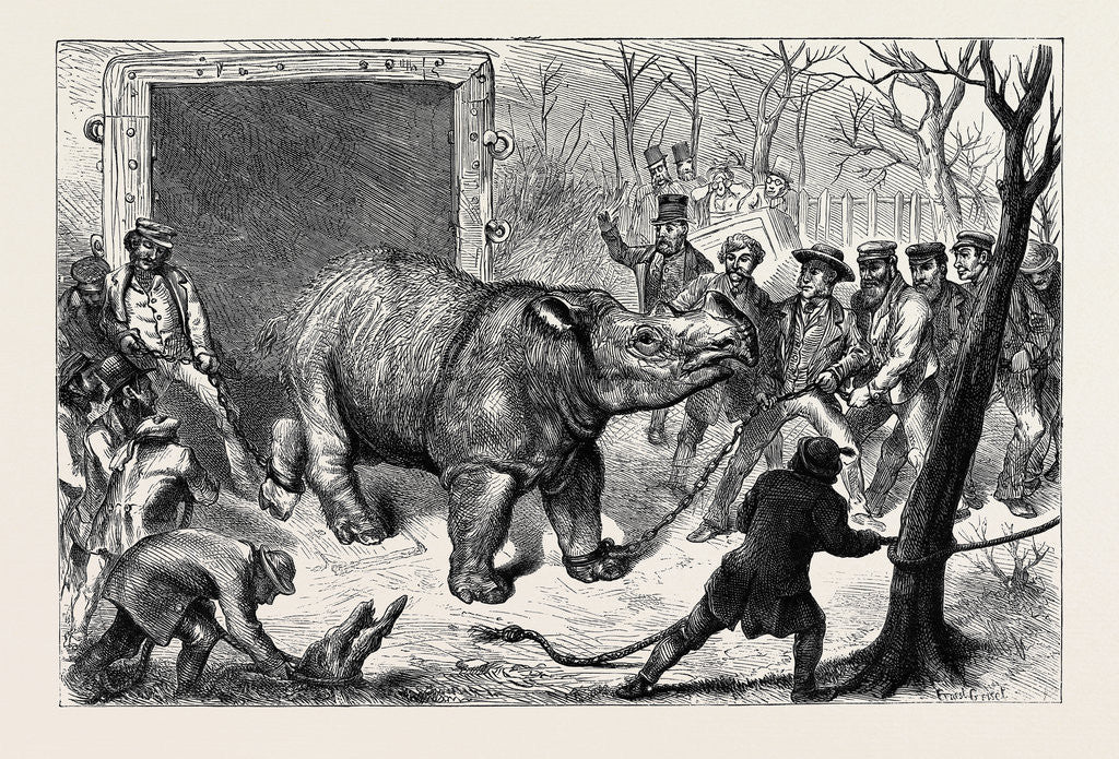 Detail of Transferring the Hairy Rhinoceros from Her Travelling Den to Her Cage by Anonymous