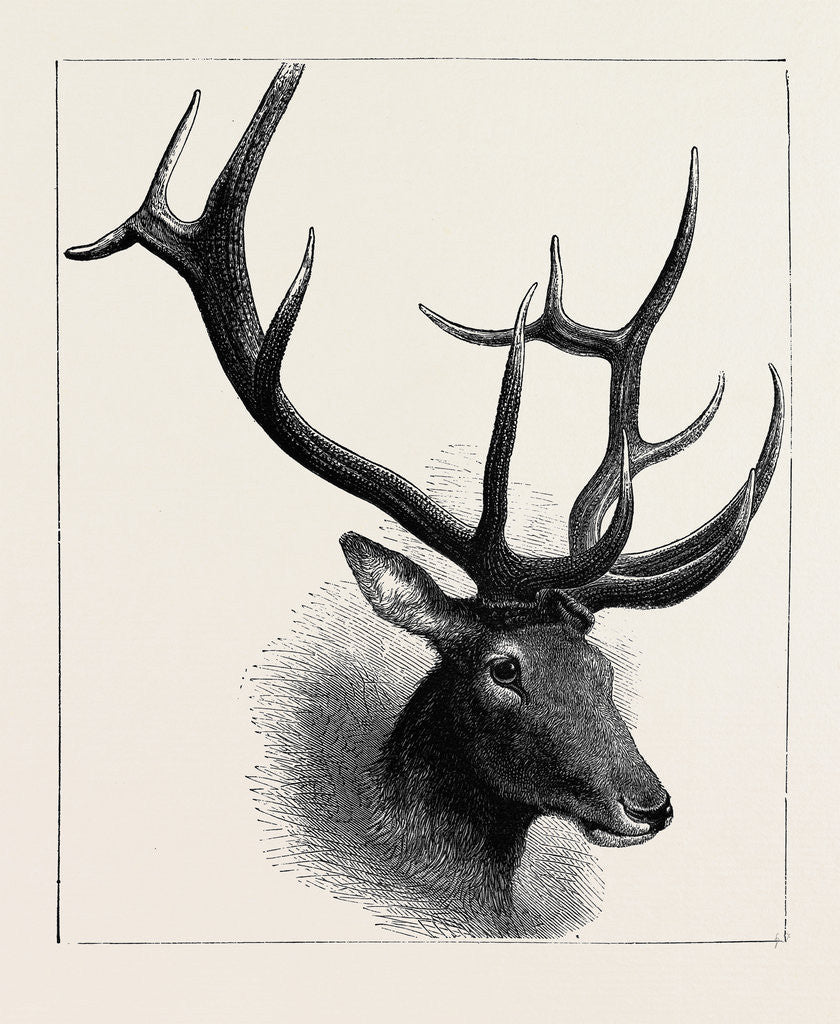 Detail of Head of a Wapiti Deer, North America by Anonymous