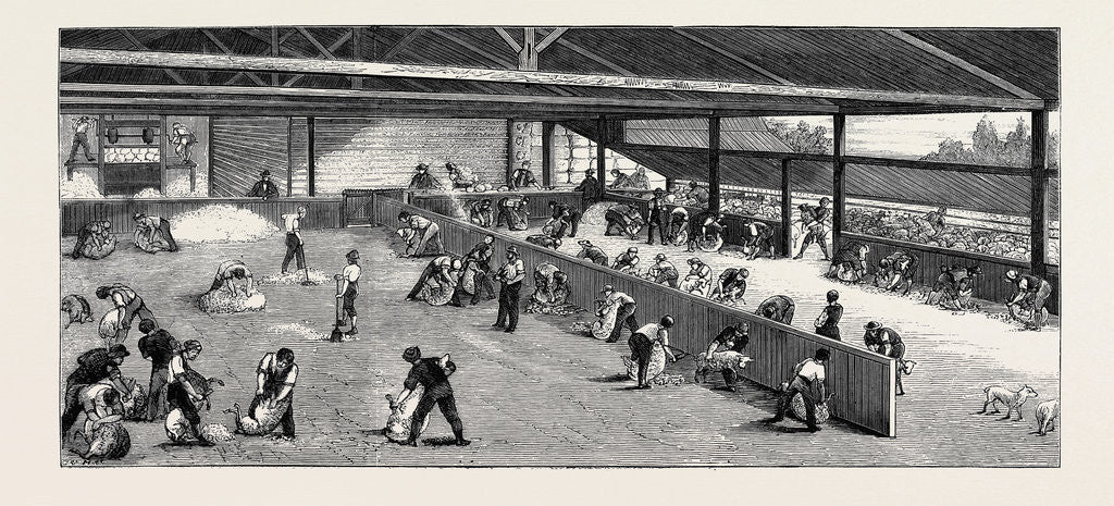 Detail of Shearing the Sheep by Anonymous