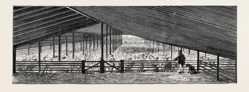 Detail of The Drying Floor in the Shearing Shed, Containing 1500 Sheep, One Day's Shearing by Anonymous