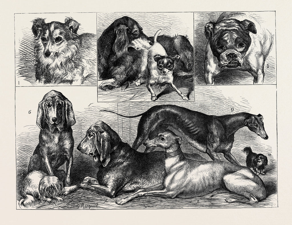 Detail of Prize Dogs at the Crystal Palace Show by Anonymous