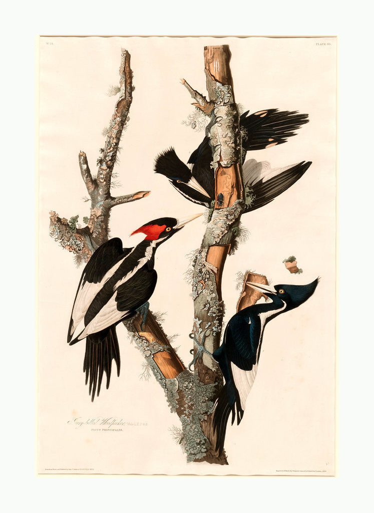 Detail of Ivory-Billed Woodpecker by Anonymous
