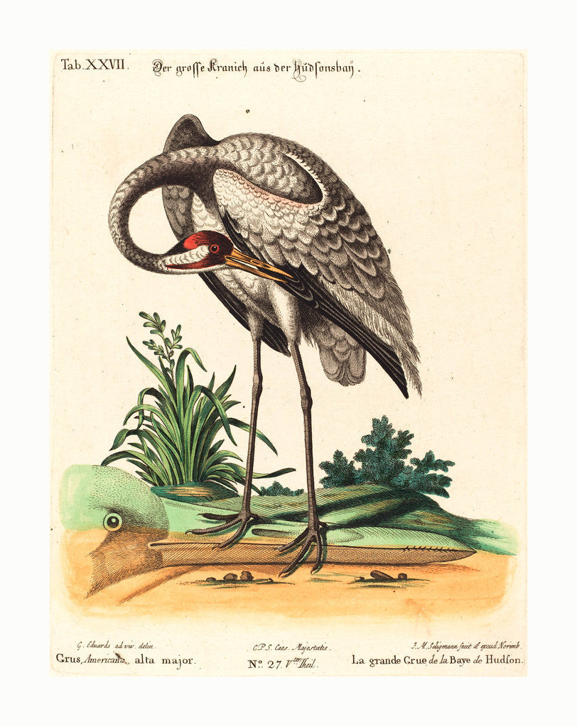 Detail of Grus Americana, Alta Major by Anonymous