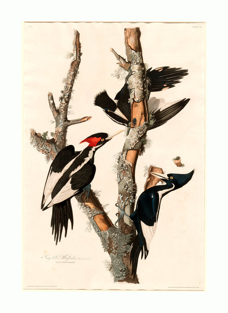 Detail of Ivory-Billed Woodpecker by Anonymous