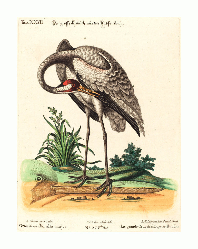 Detail of Grus Americana, Alta Major by Anonymous