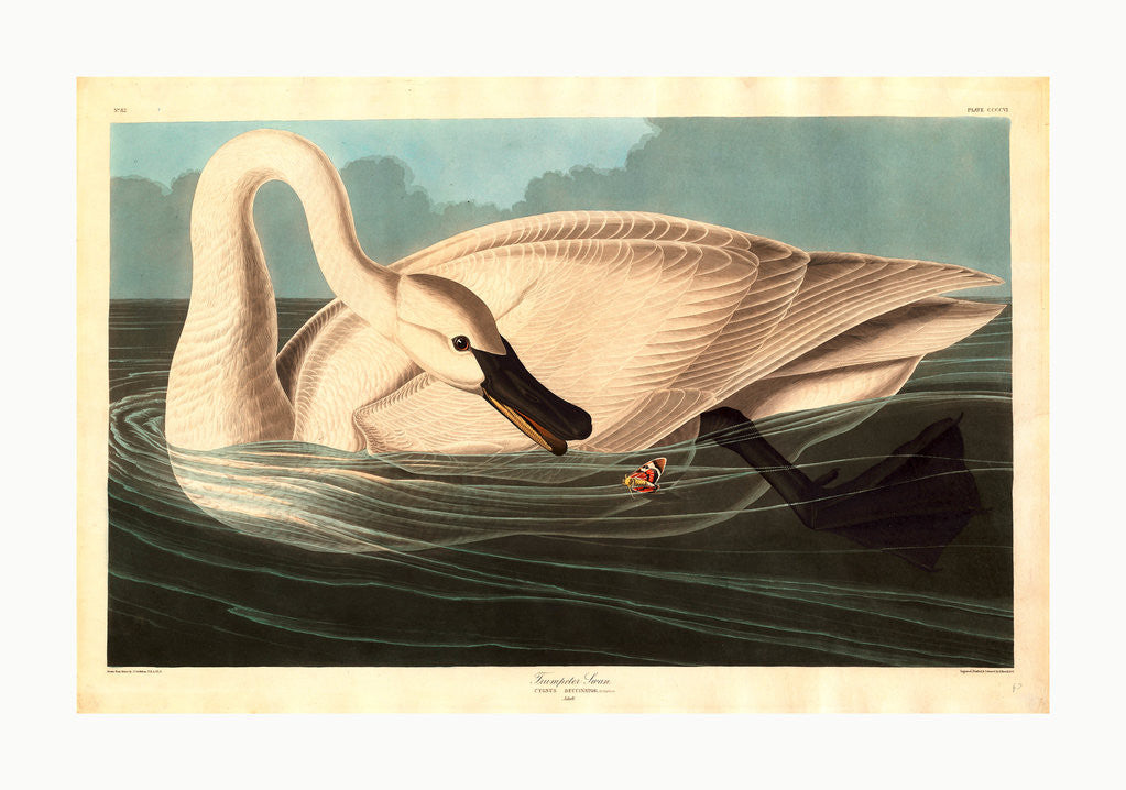 Detail of Trumpeter Swan by Anonymous