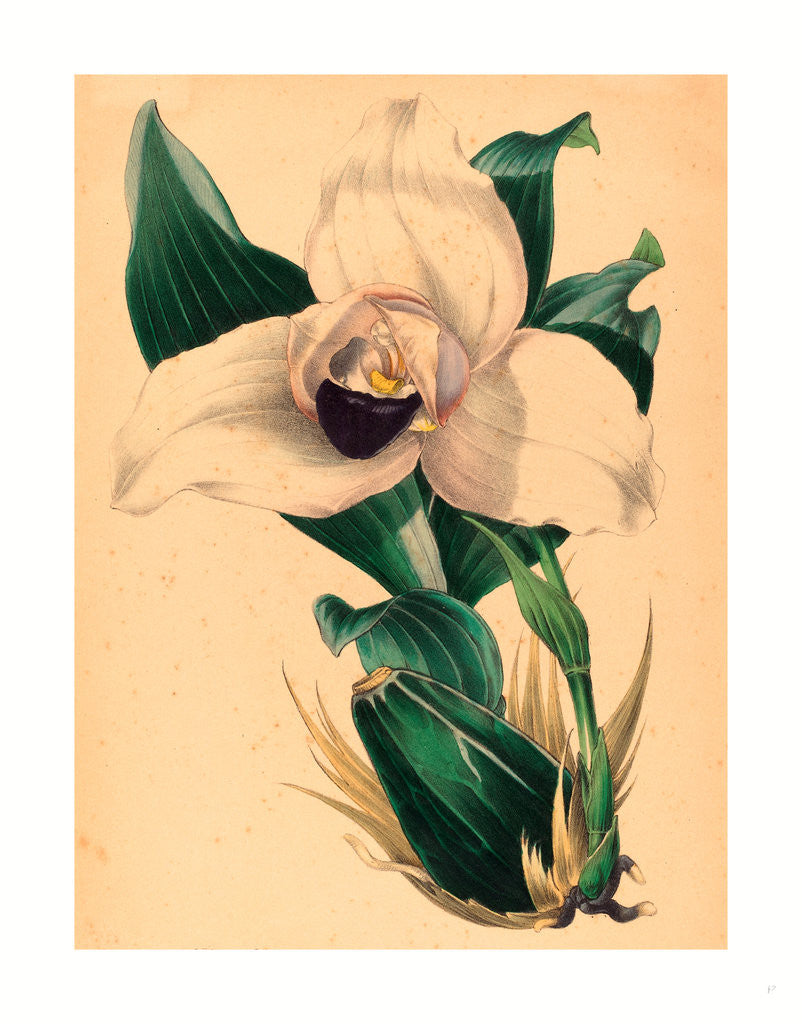 Detail of Lycaste Skinneri by Anonymous