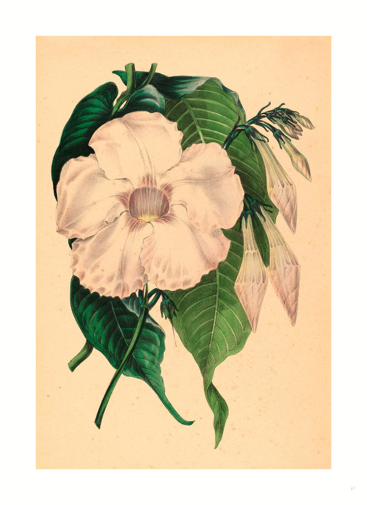 Detail of Echites Splendens by Anonymous