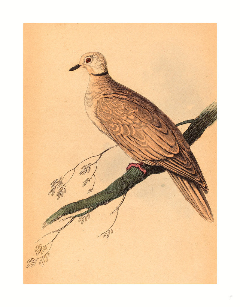 Detail of William Home Lizars after Edward Lear (Scottish by Anonymous