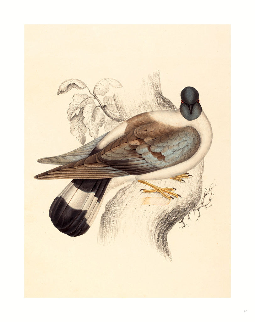 Detail of Columba Leuconota (Snow Pigeon) by Anonymous