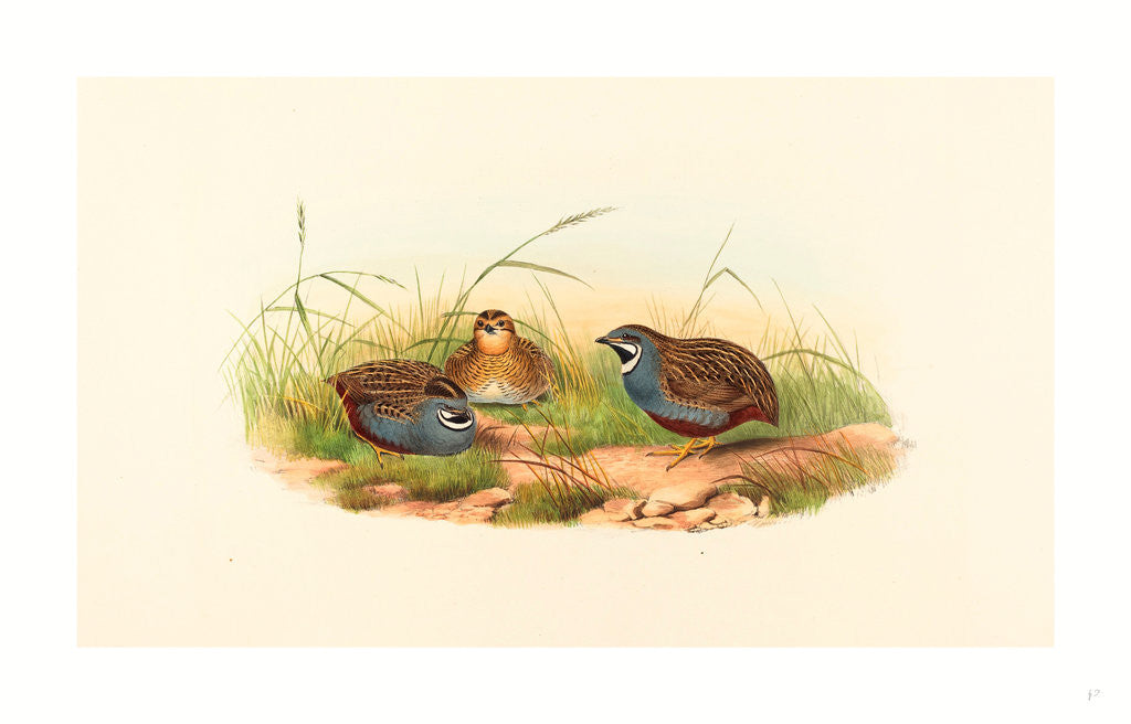 Detail of Excalftoria Minima (Blue-Breasted Quail) by Anonymous