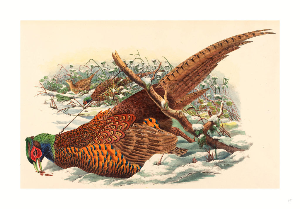 Detail of Phasianus Colchicus (Ring-Necked Pheasant) by Anonymous