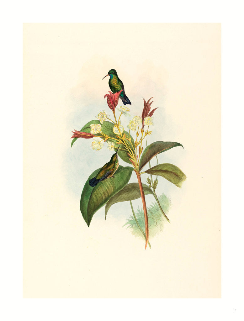 Detail of Eucephala Caerulea (Blue-Chinned Sapphire) by Anonymous