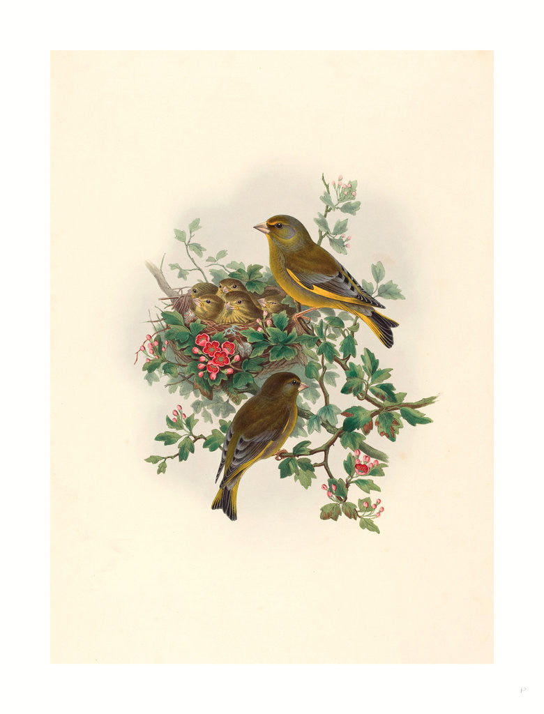 Detail of Ligurinus Chloris (Greenfinch) by Anonymous