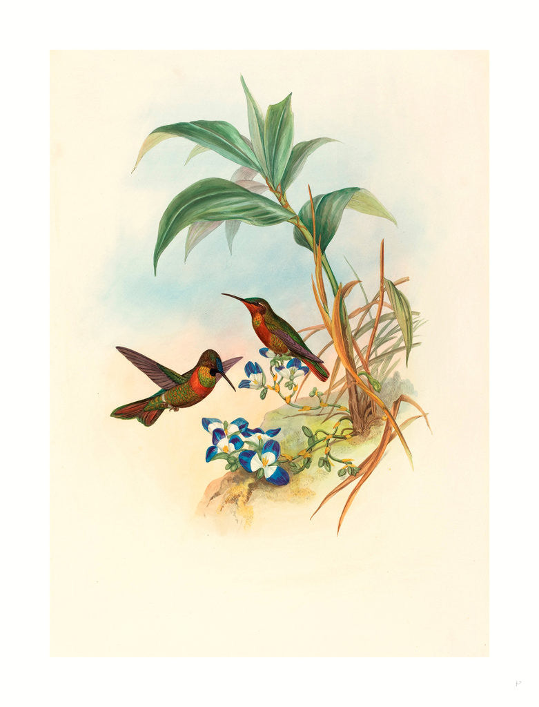 Detail of Clytolaema Aurescens (Banded Ruby or Gould's Ruby) by Anonymous