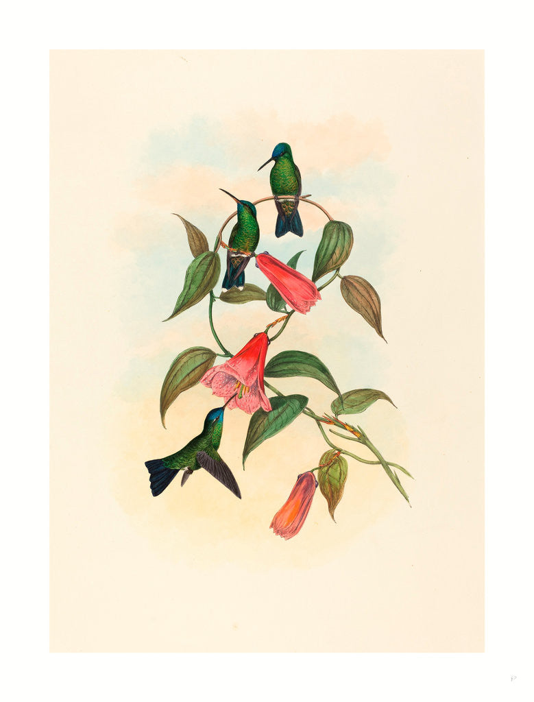 Detail of Eucephala Smaragdocaerulea (Gould's Wood Nymph) by Anonymous