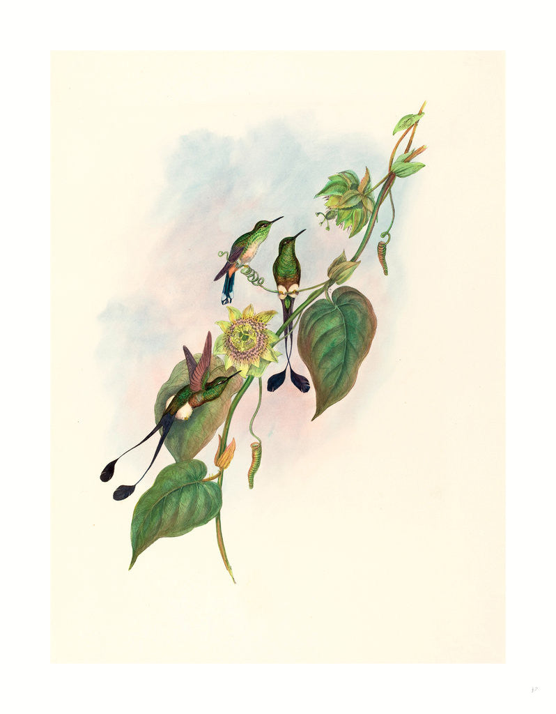 Detail of Spathura Underwoodi (White-Footed Racket-Tail) by Anonymous