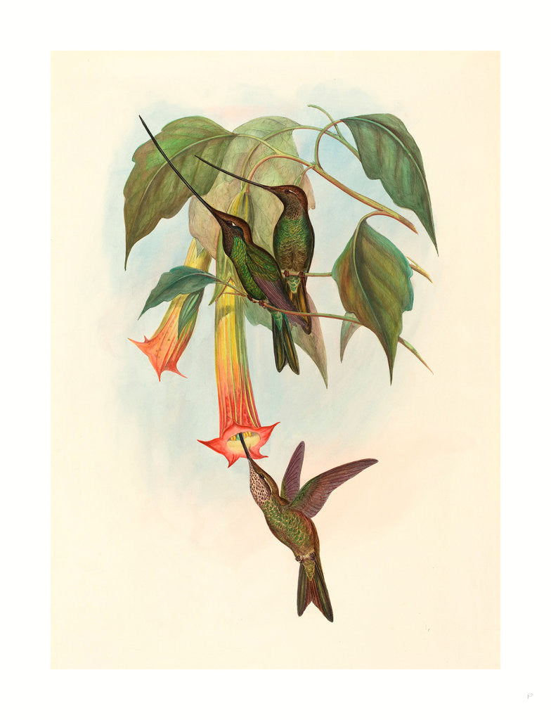 Detail of Docimastes Ensiferus (Sword-Billed Hummingbird) by Anonymous