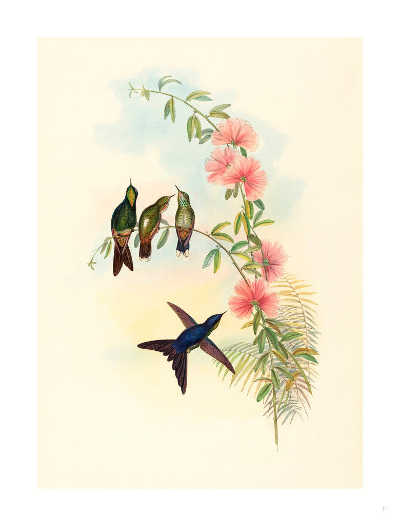 Detail of Ramphomicron Microrhyncha (Small Billed Thornbill) by Anonymous