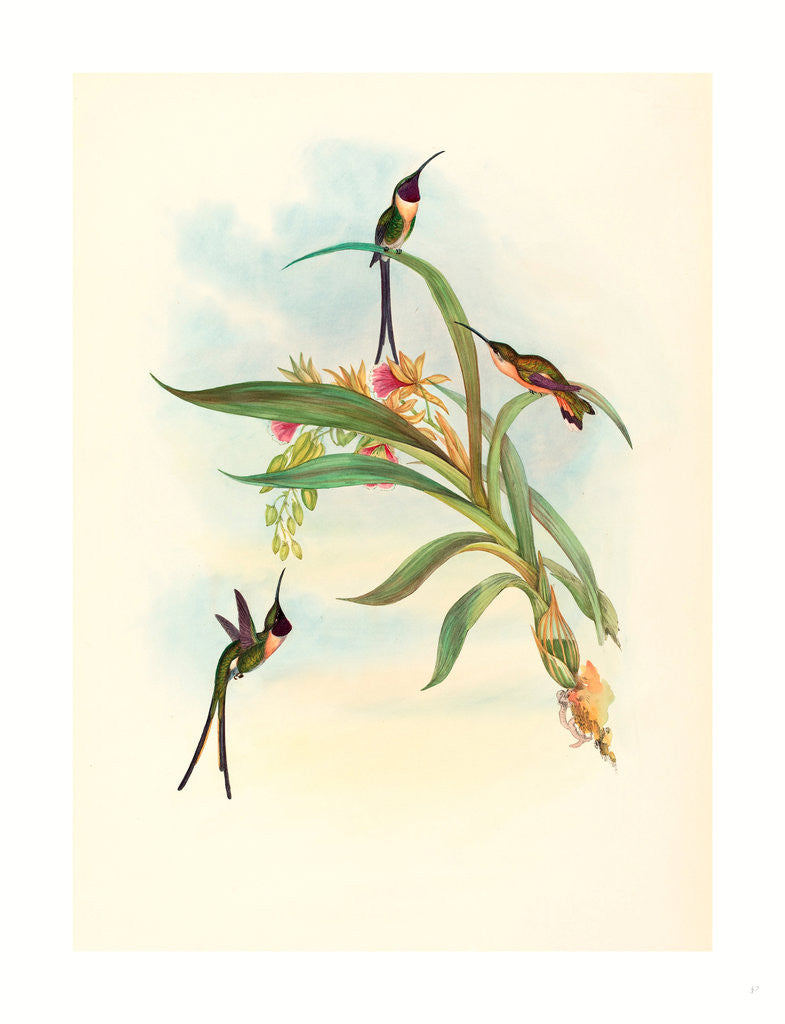 Detail of Tharmastura Enicura (Slender Shear-Tail) by Anonymous