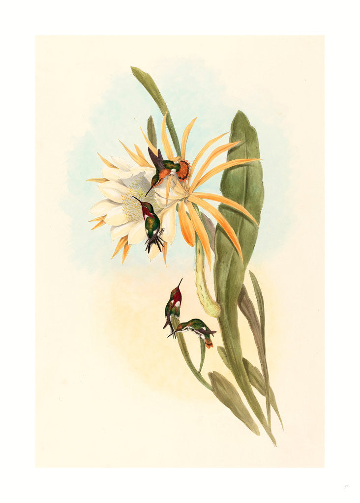 Detail of Calothorax Heliodori by Anonymous