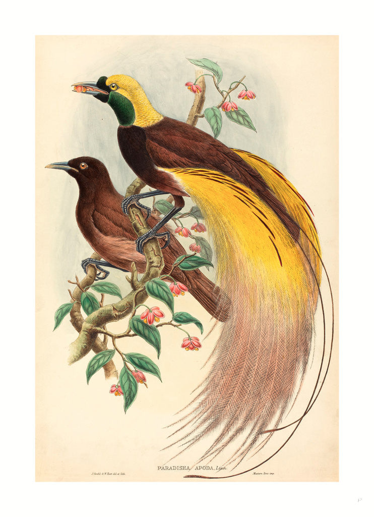 Detail of Bird of Paradise (Paradisea Apoda) by Anonymous