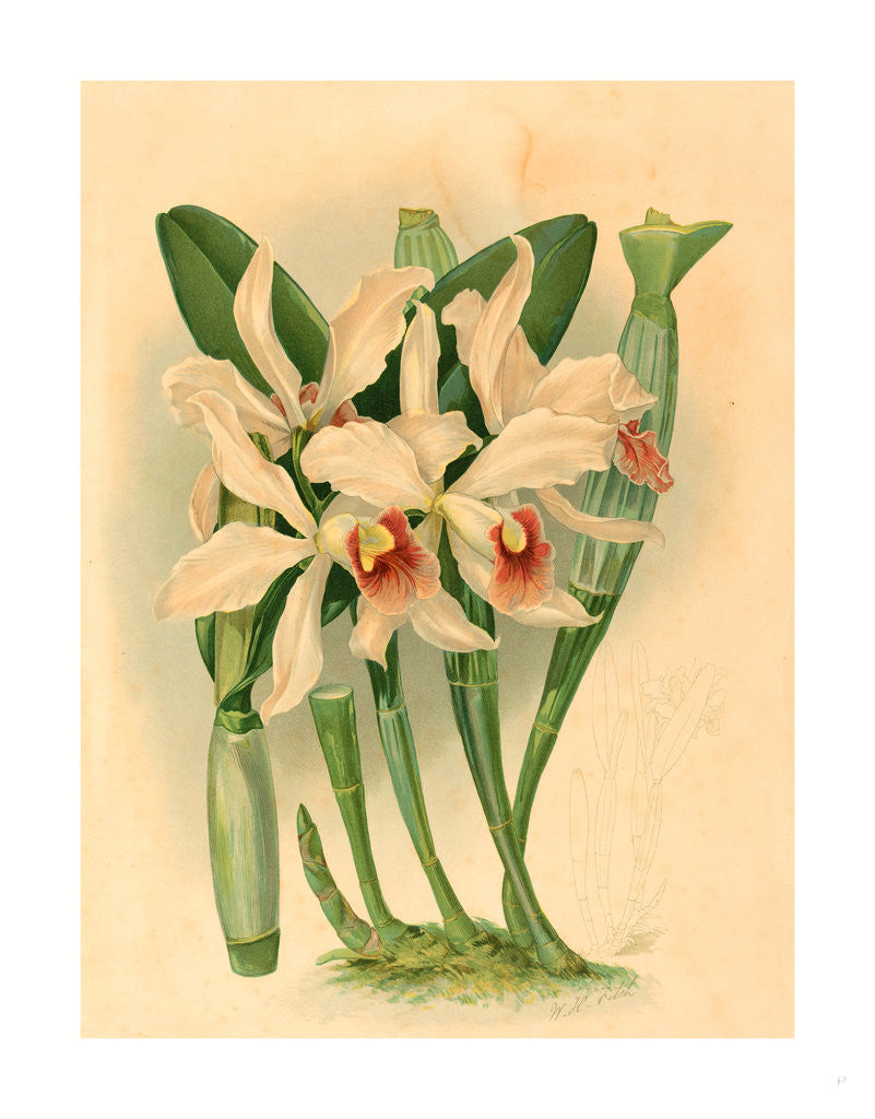 Detail of Joseph Mansell after Walter Hood Fitch by Anonymous