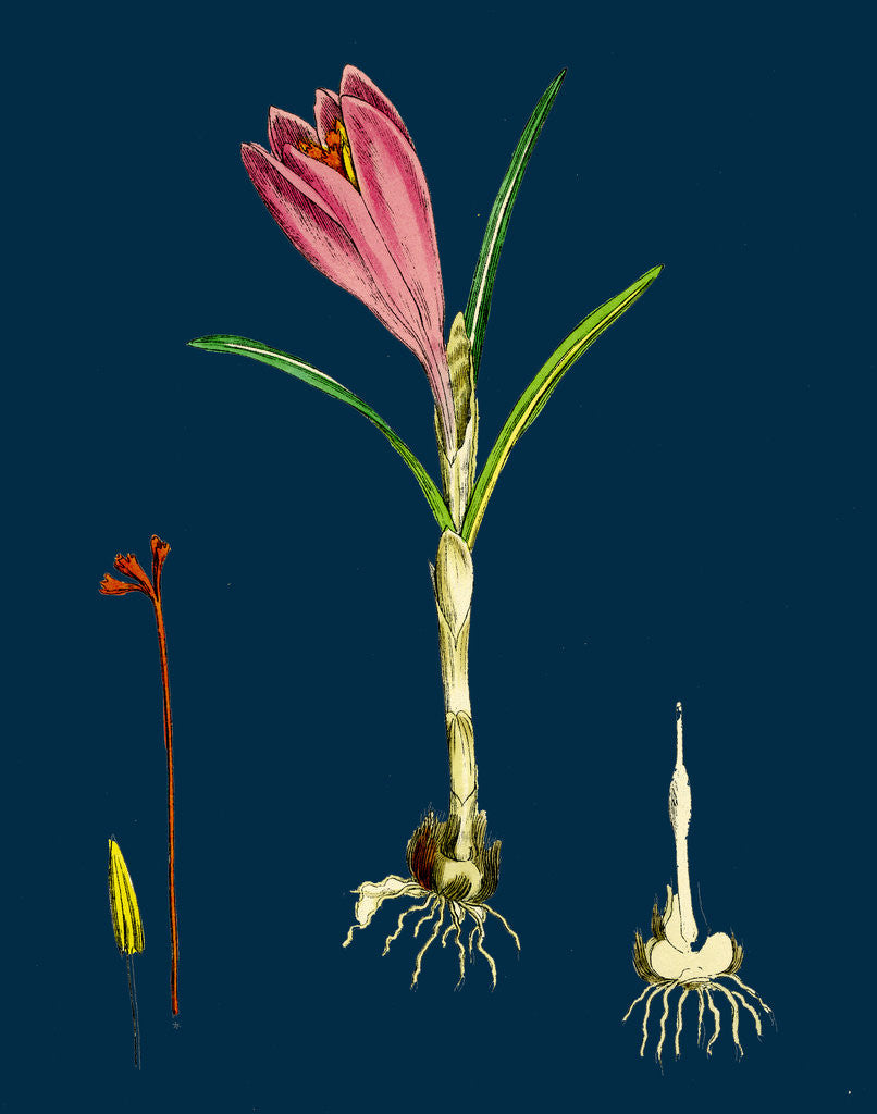 Detail of Crocus Vernus; Purple Crocus by Anonymous