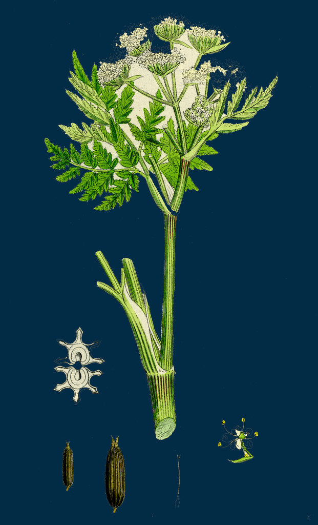 Detail of Myrrhis Odorata; Sweet Cicely by Anonymous