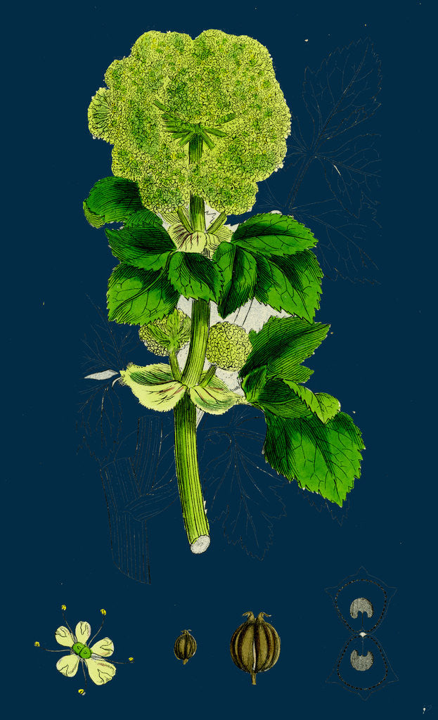 Detail of Smyrnium Olusatrum; Common Alexanders by Anonymous