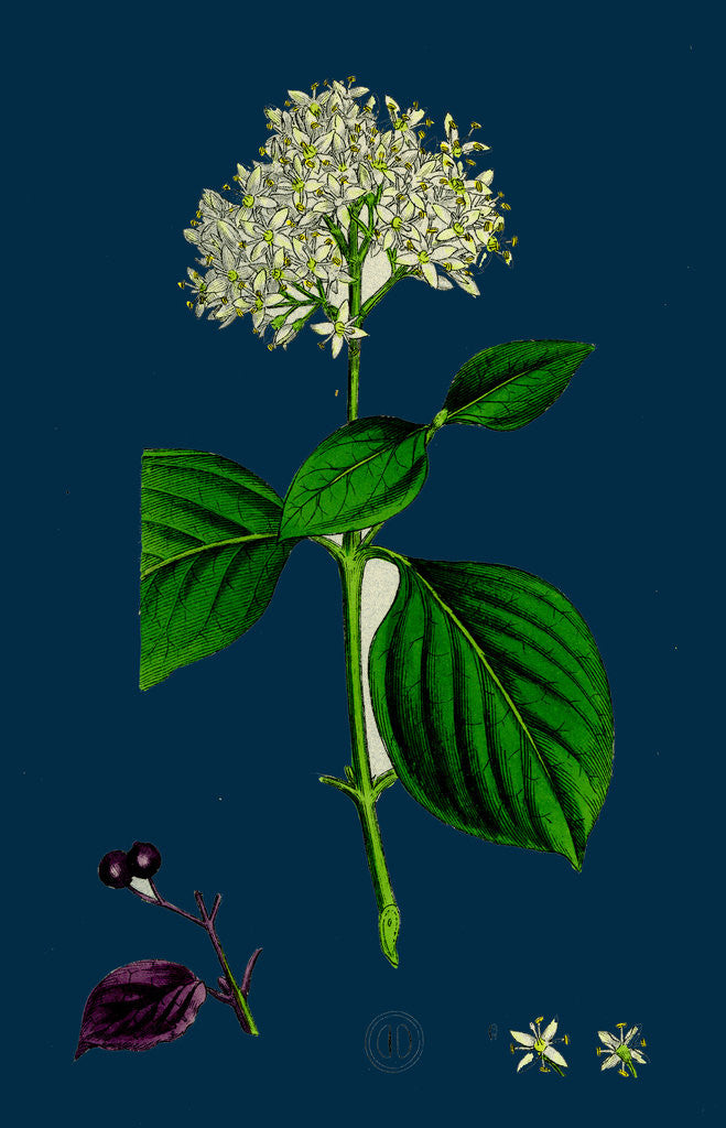 Detail of Cornus Sanguinea; Common Dogwood by Anonymous
