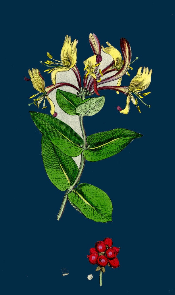 Detail of Lonicera Periclymenum; Common Woodbine by Anonymous