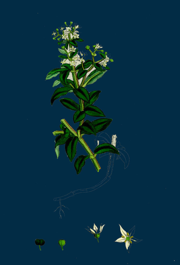 Detail of Rubia Peregrina; Wild Madder by Anonymous