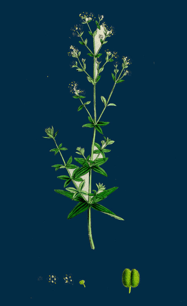 Detail of Galium Boreale; Cross-Leaved Bedstraw by Anonymous